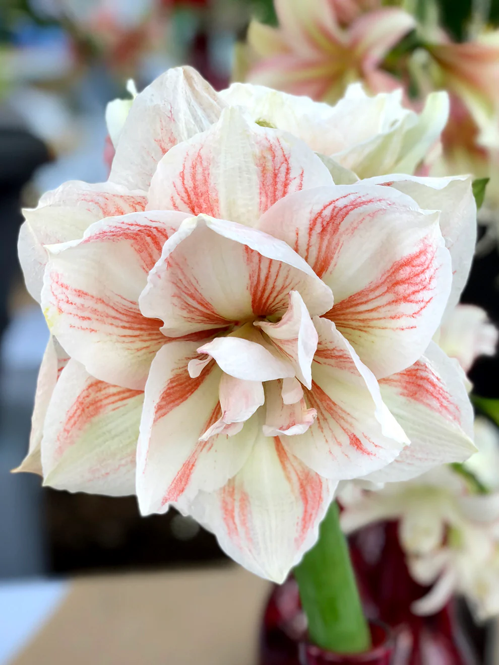 🎉Hot Sale🌸Amaryllis Bulbs