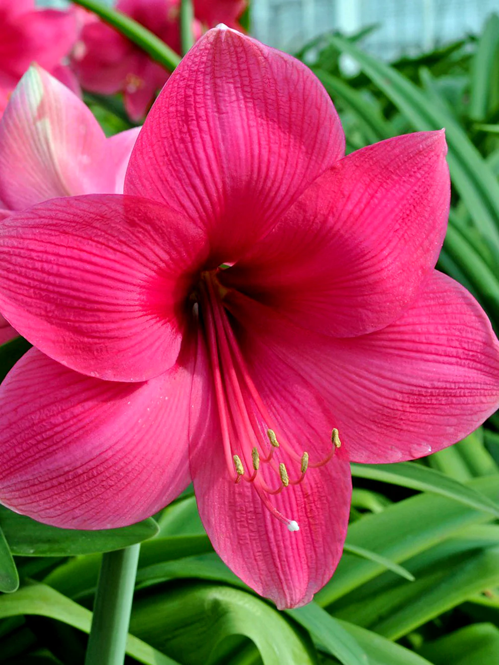 🎉Hot Sale🌸Amaryllis Bulbs