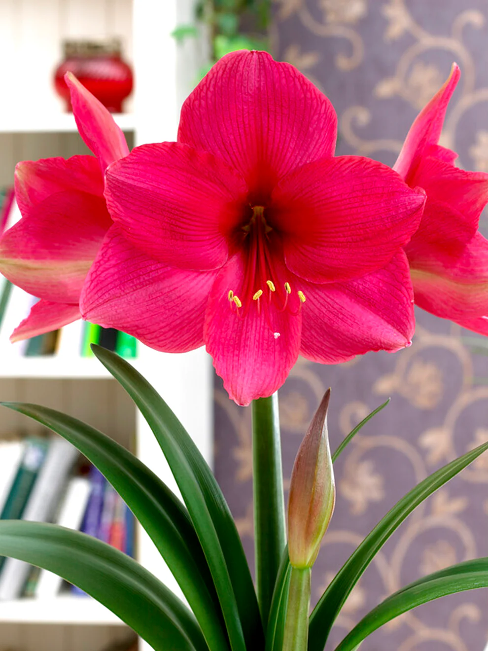 🎉Hot Sale🌸Amaryllis Bulbs