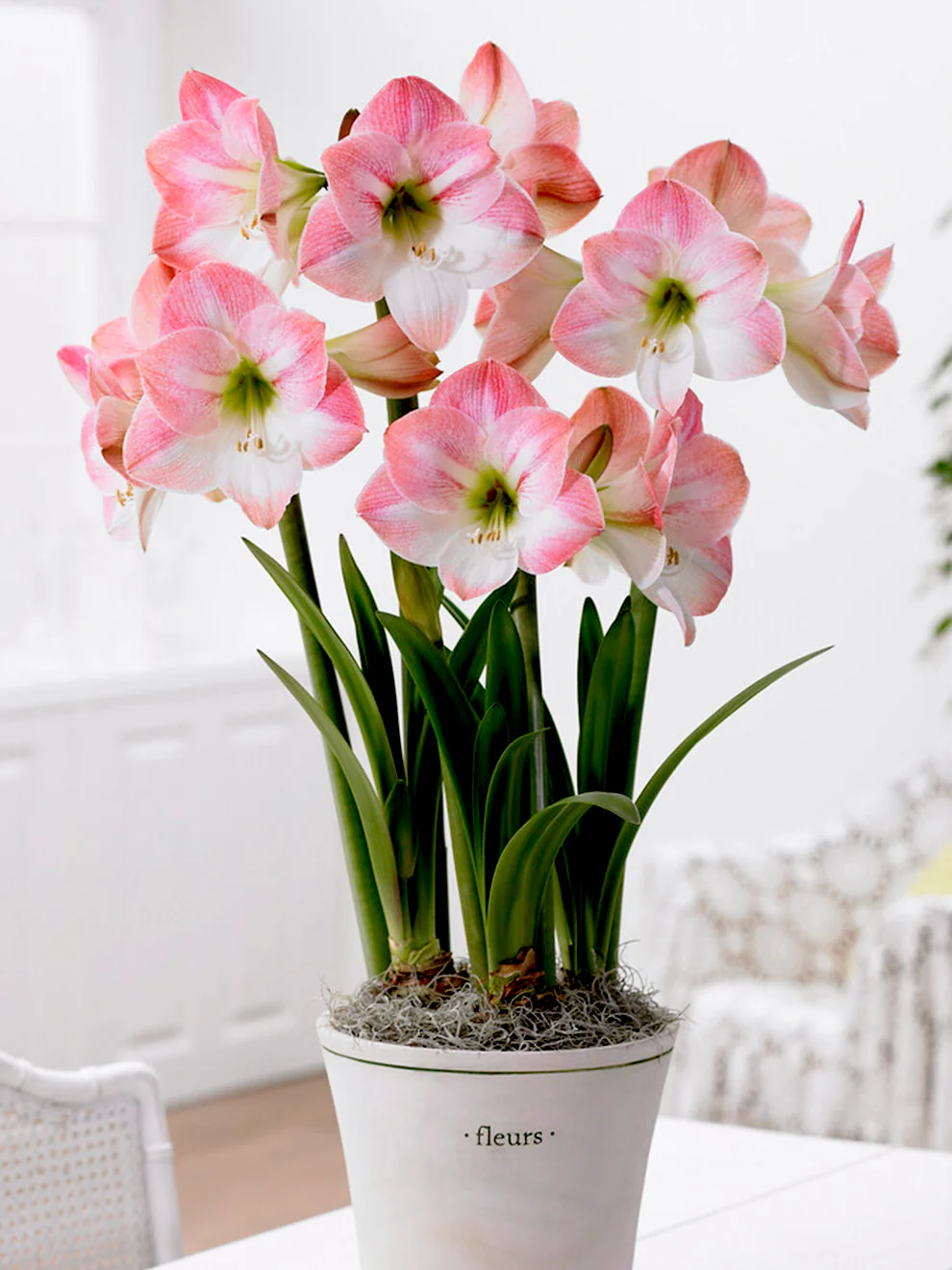 🎉Hot Sale🌸Amaryllis Bulbs