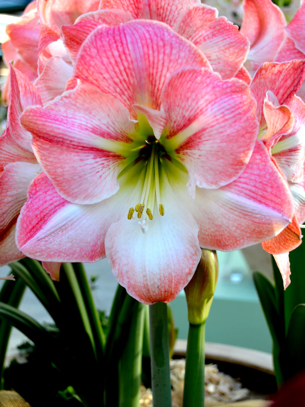 🎉Hot Sale🌸Amaryllis Bulbs