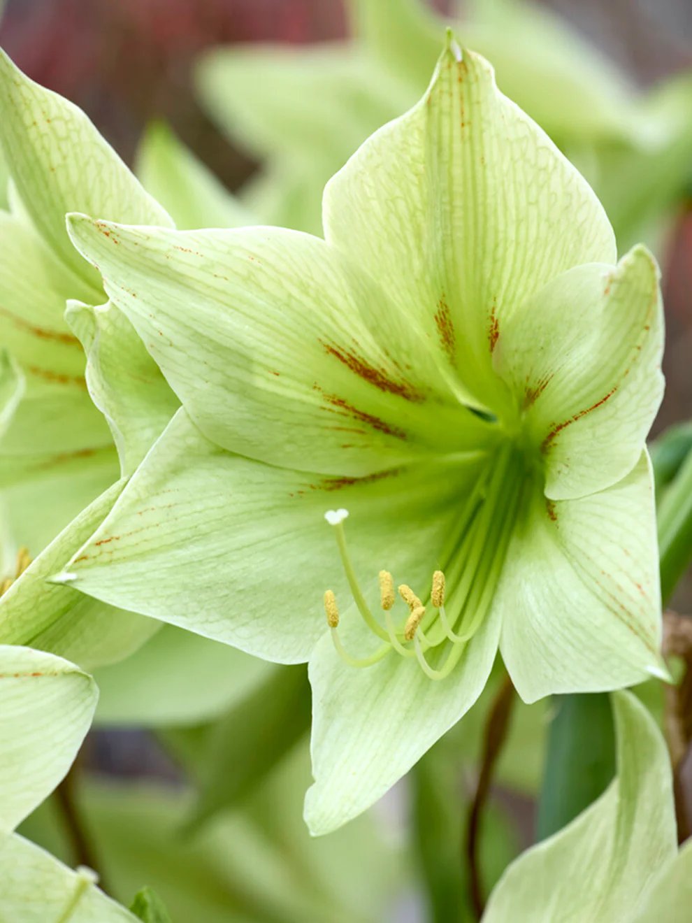 🎉Hot Sale🌸Amaryllis Bulbs