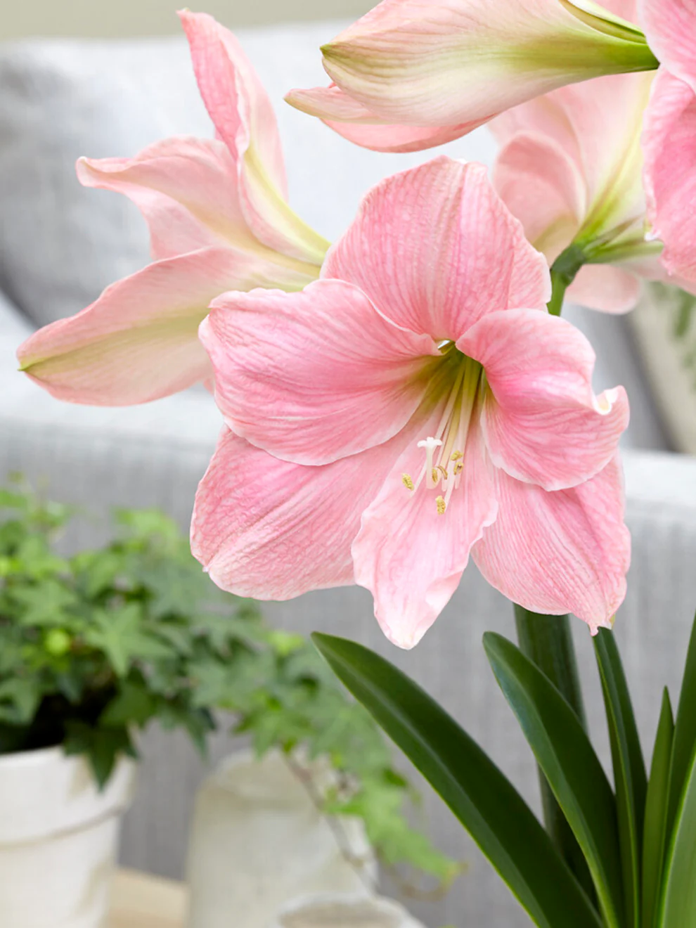 🎉Hot Sale🌸Amaryllis Bulbs