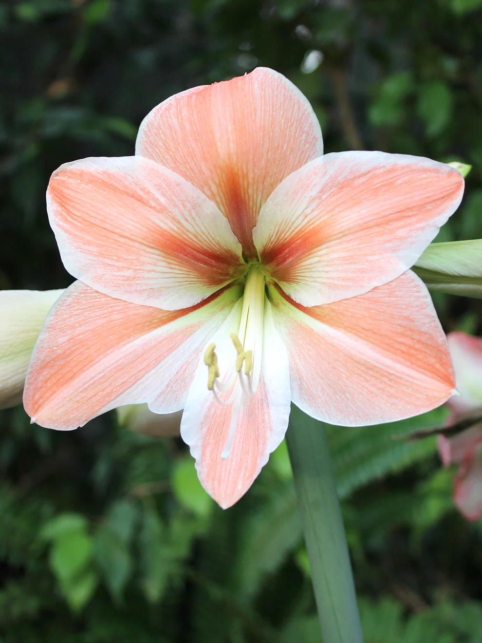 🎉Hot Sale🌸Amaryllis Bulbs