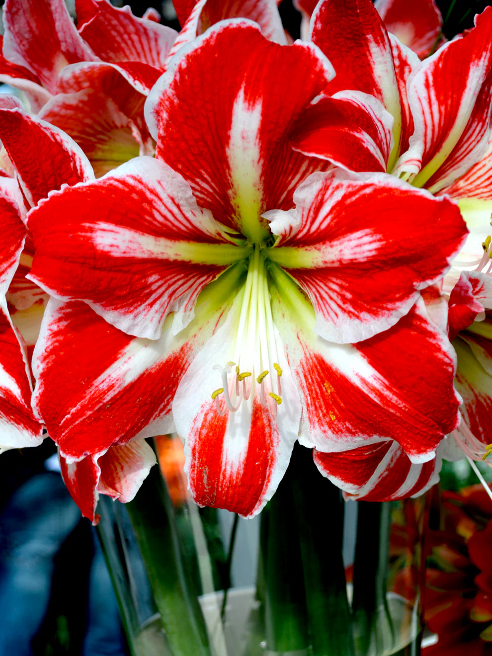 🎉Hot Sale🌸Amaryllis Bulbs