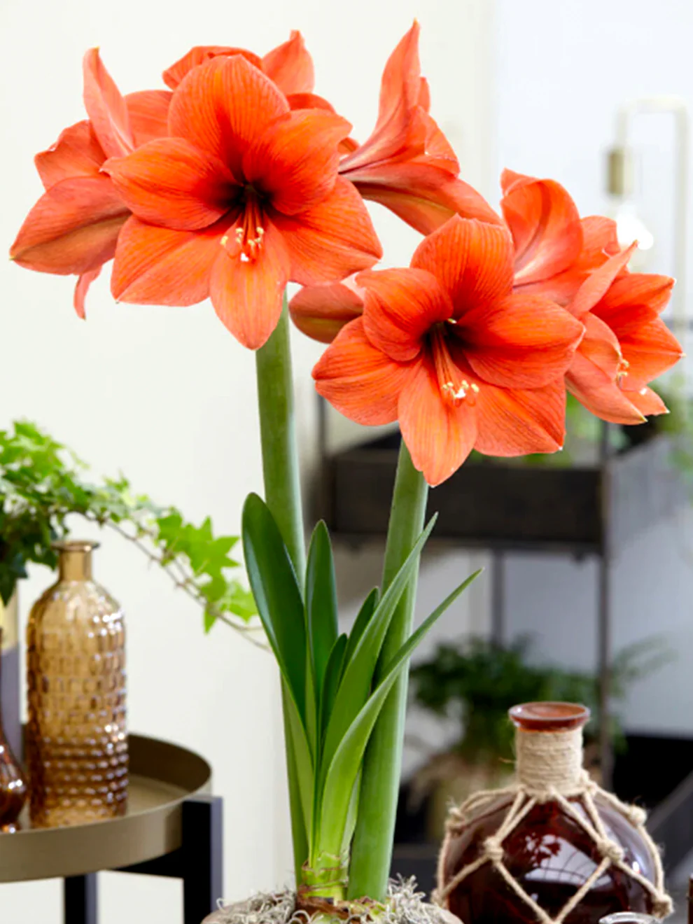 🎉Hot Sale🌸Amaryllis Bulbs