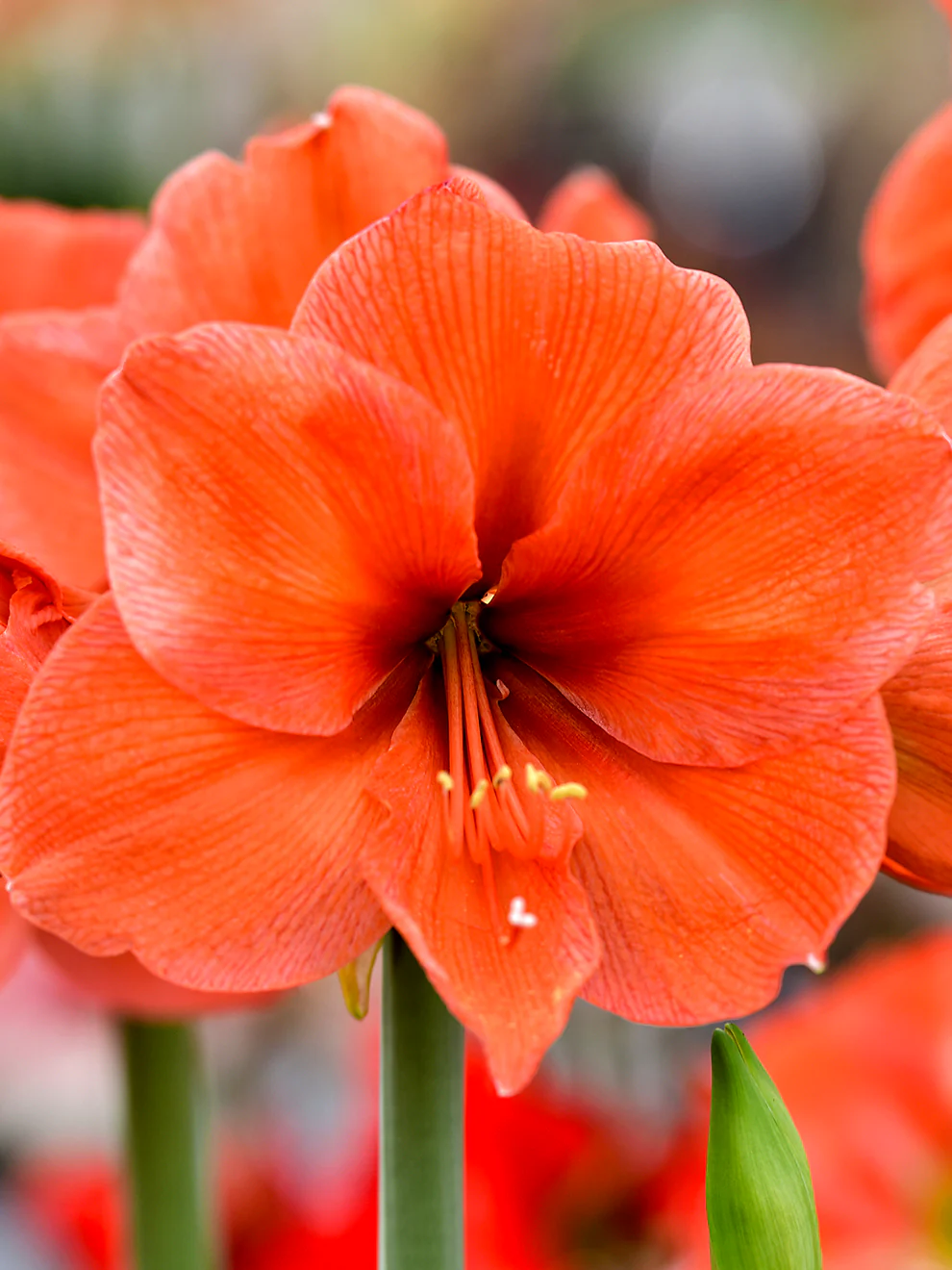 🎉Hot Sale🌸Amaryllis Bulbs