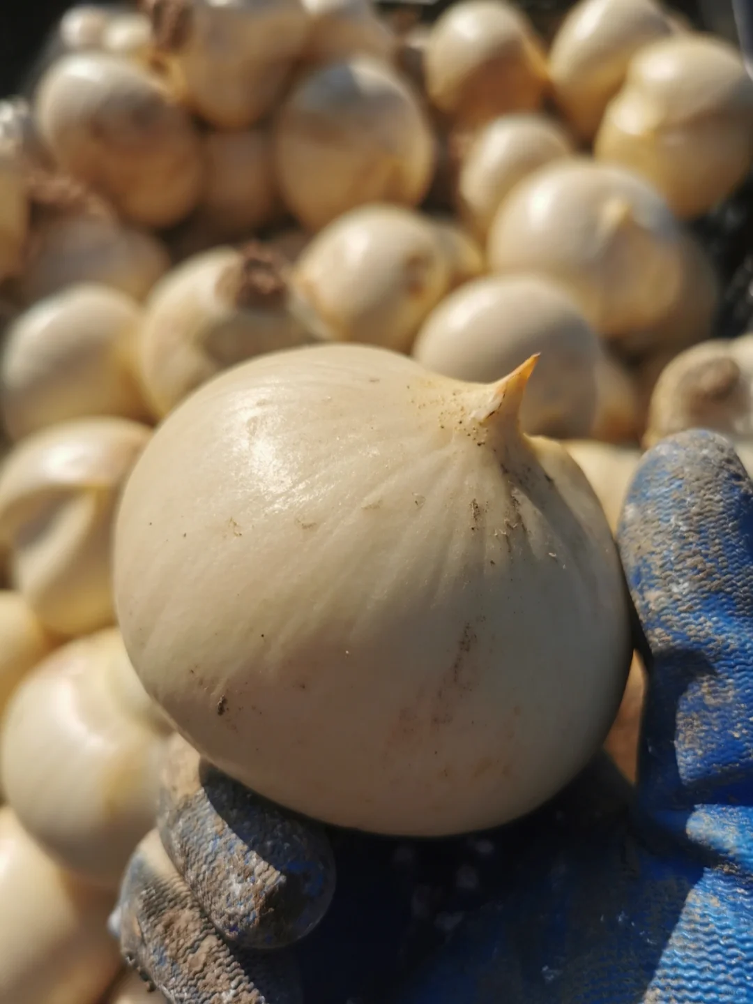 💥Discounts up to 40%💐Garden Outdoor Giant Allium Giganteum Beautiful Flower Seeds