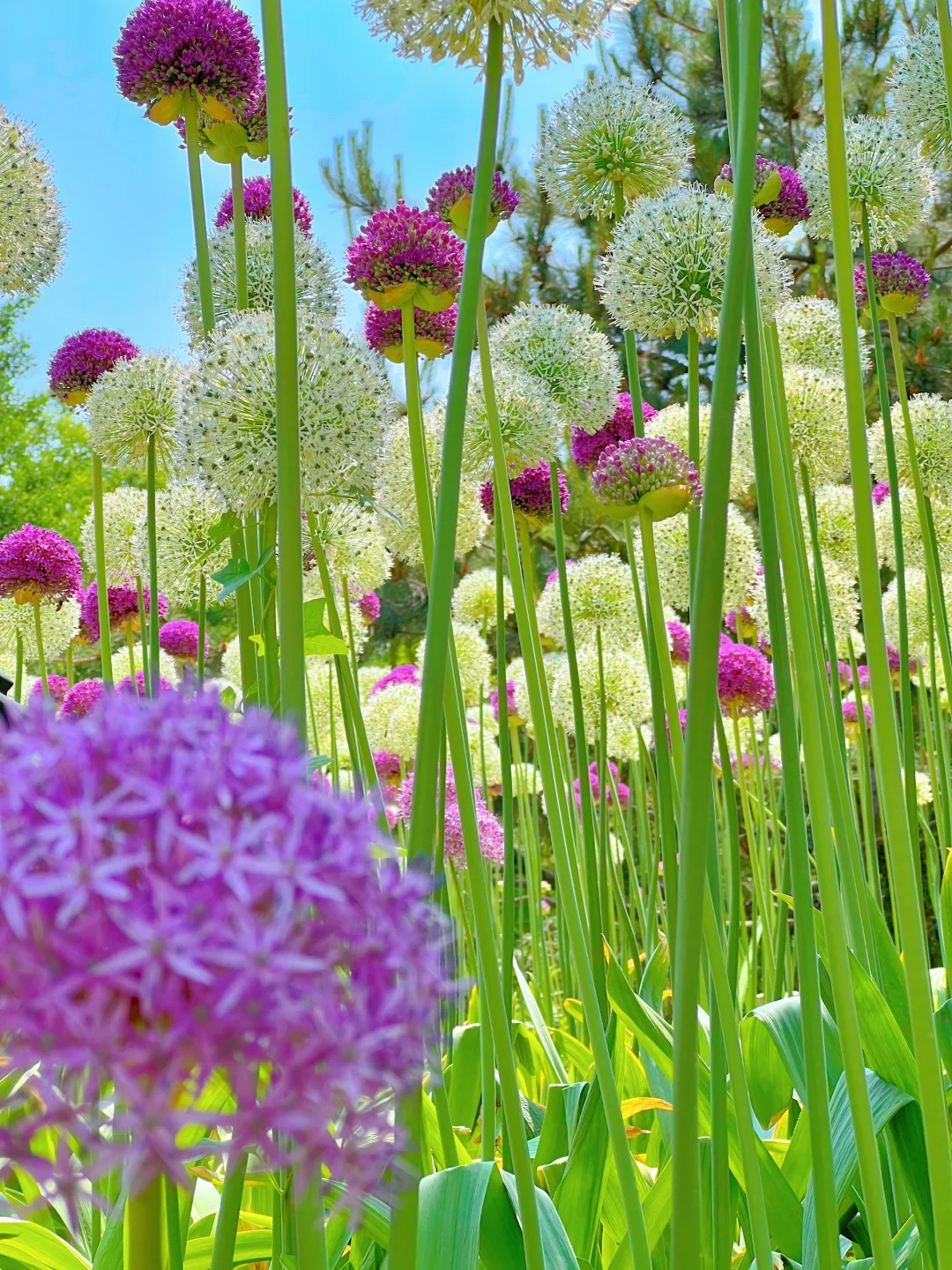 💥Discounts up to 40%💐Garden Outdoor Giant Allium Giganteum Beautiful Flower Seeds