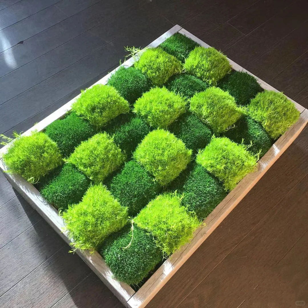 Irish Pearlgrass Seeds