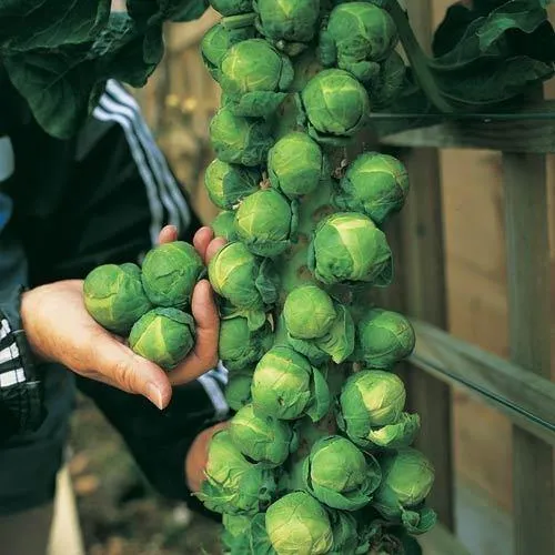 Brussels Sprouts