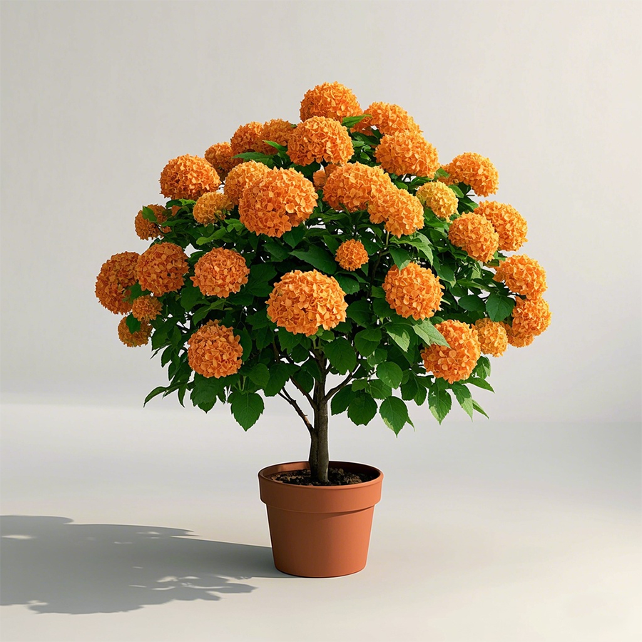 Potted Hydrangea Tree