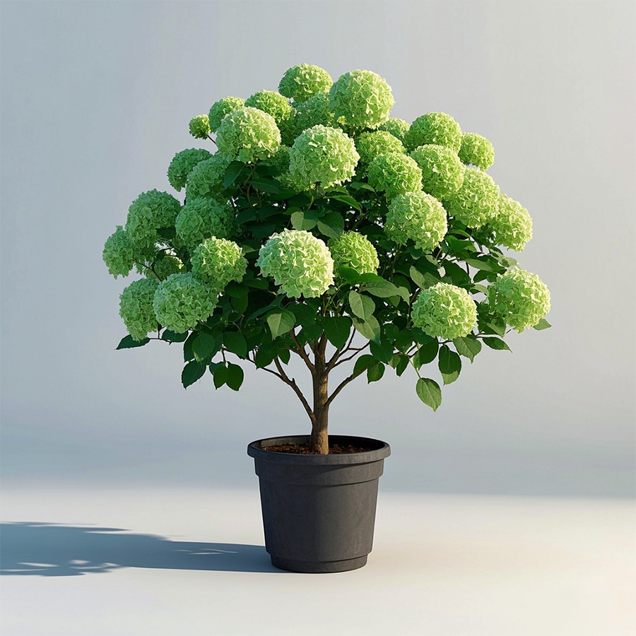 Potted Hydrangea Tree