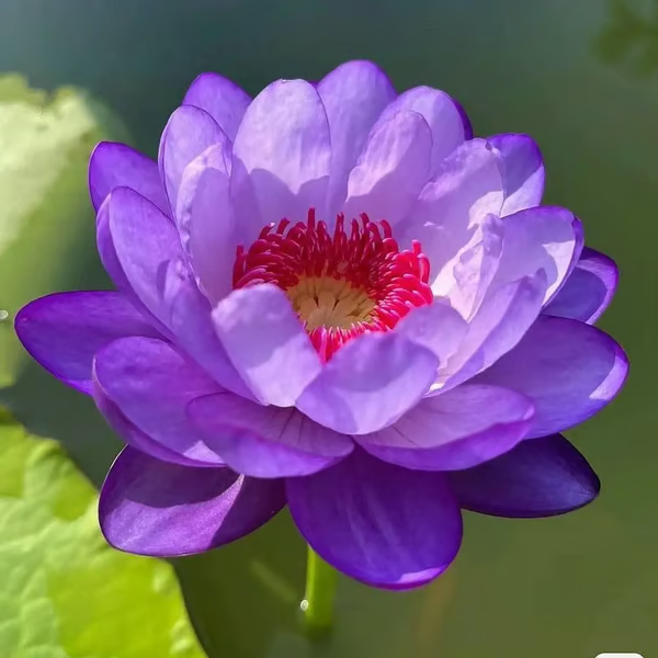 🔥【7 days germination】💐The Sacred Bonsai Bowl Lotus Flower