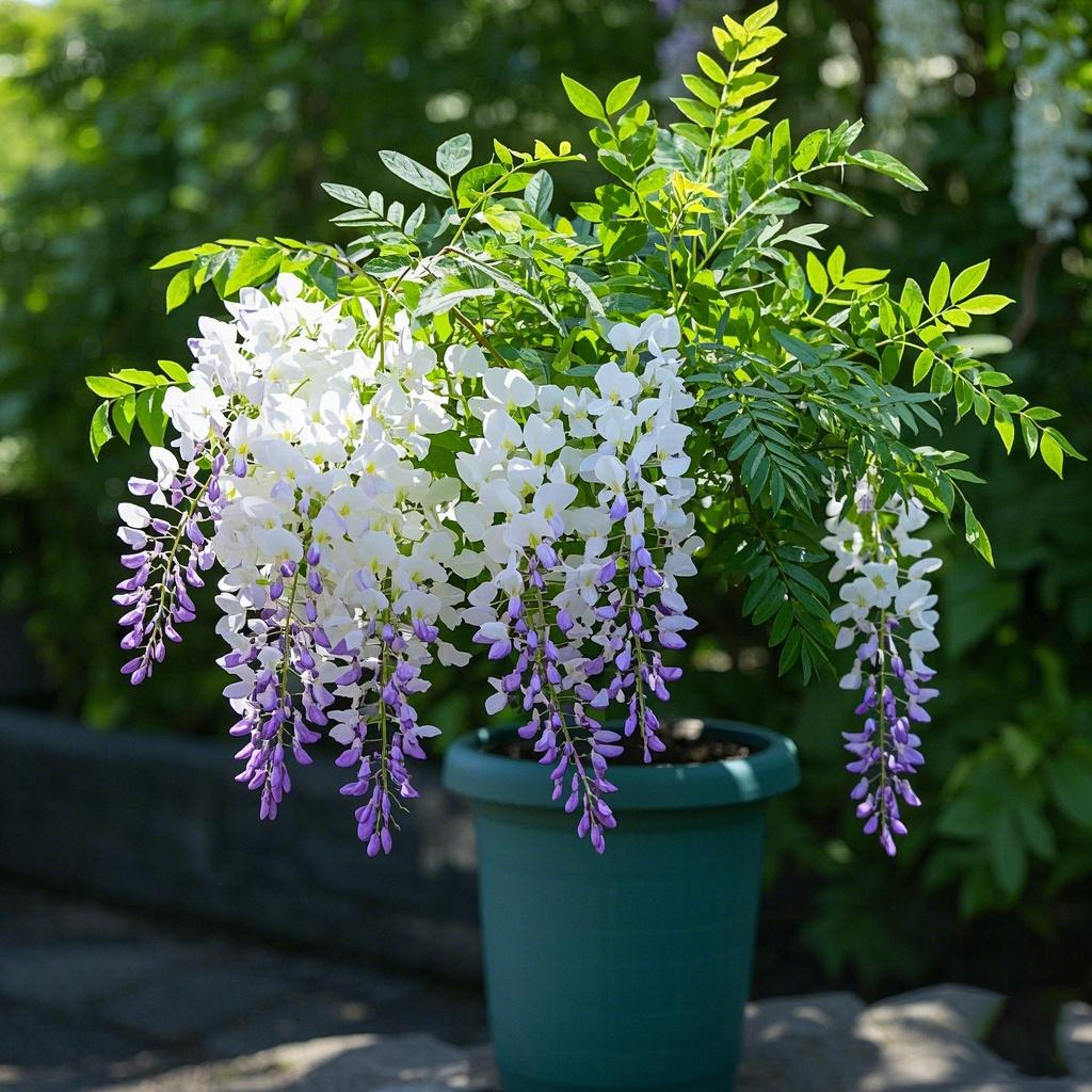 Potted wisteria seeds