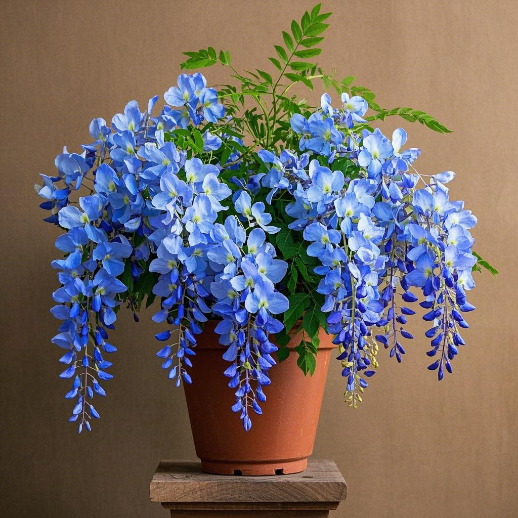 Potted wisteria seeds