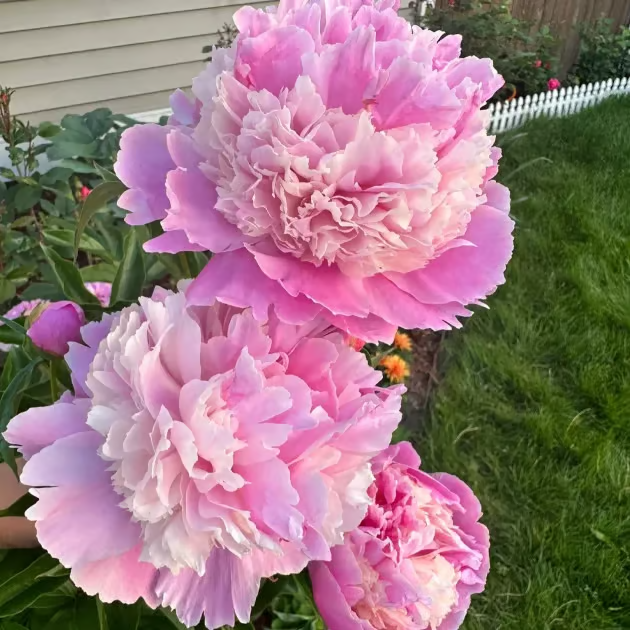 DOUBLE PETALED PIANI