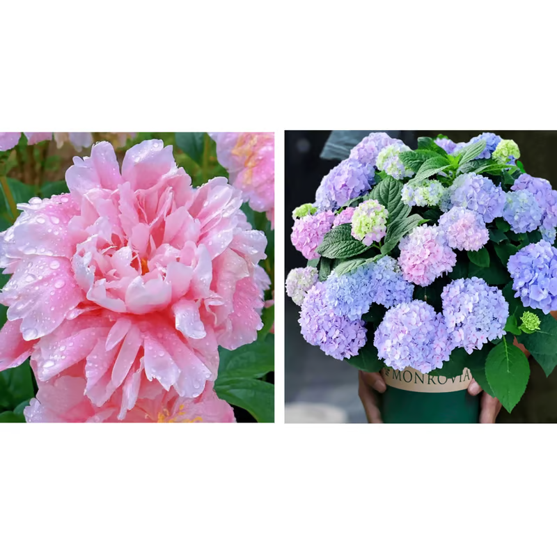 DOUBLE PETALED PIANI