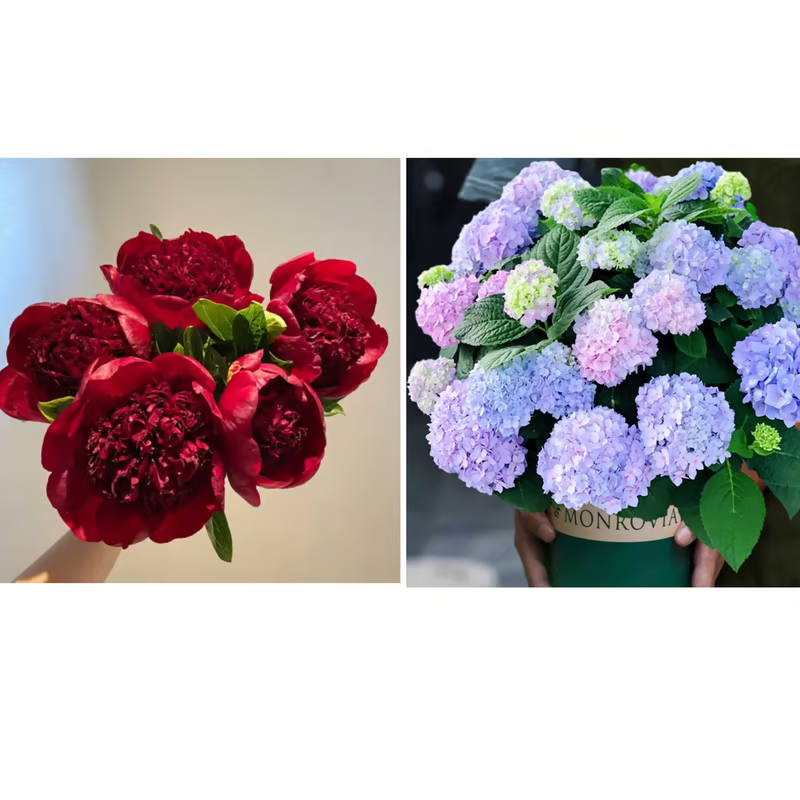 DOUBLE PETALED PIANI