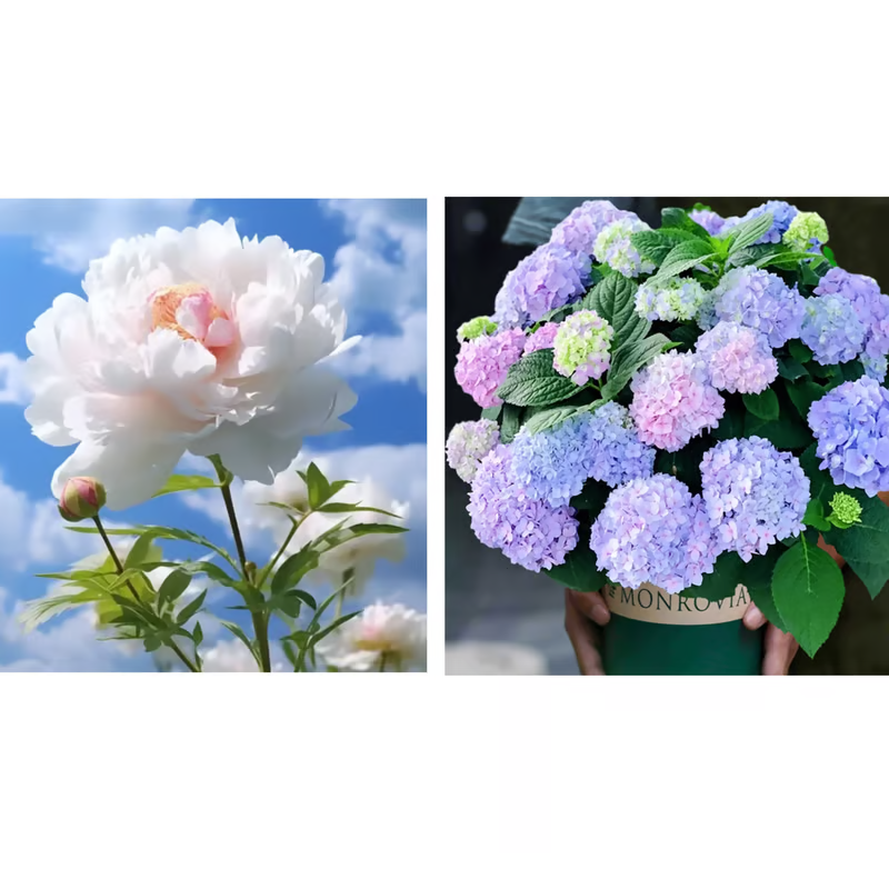 DOUBLE PETALED PIANI