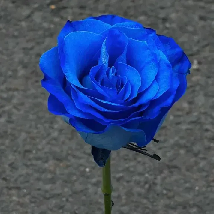 💙Blaue Zauberrosensamen✨