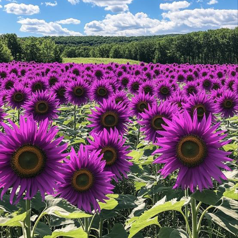Purple Sunflower Field ‘Violet Glow’