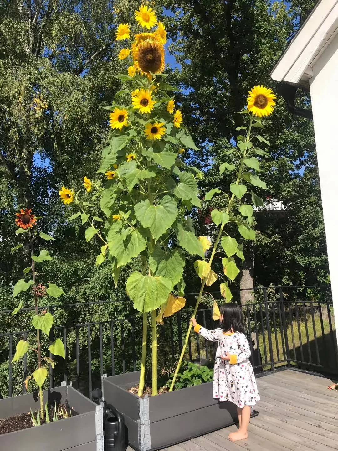 Tall Sunflowers by Height