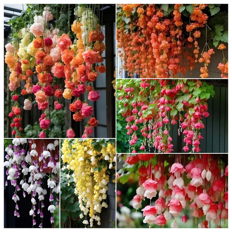 Weeping Crabapple Flower Seeds