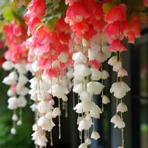 Weeping Crabapple Flower Seeds