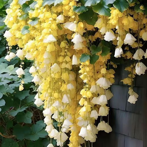 Weeping Crabapple Flower Seeds