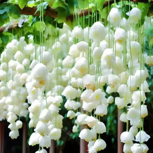 Weeping Crabapple Flower Seeds