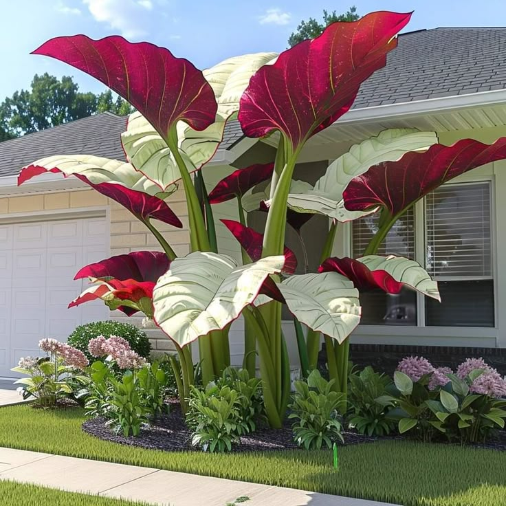 🌈 Giant Colored Caladium Seeds🎊Your Perfect Choice for a Vibrant Garden 🌿