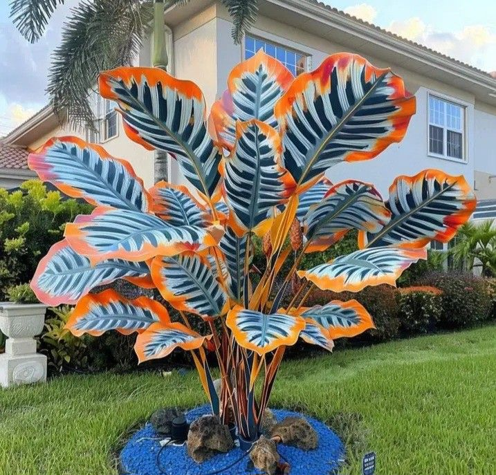 🌈 Giant Colored Caladium Seeds🎊Your Perfect Choice for a Vibrant Garden 🌿