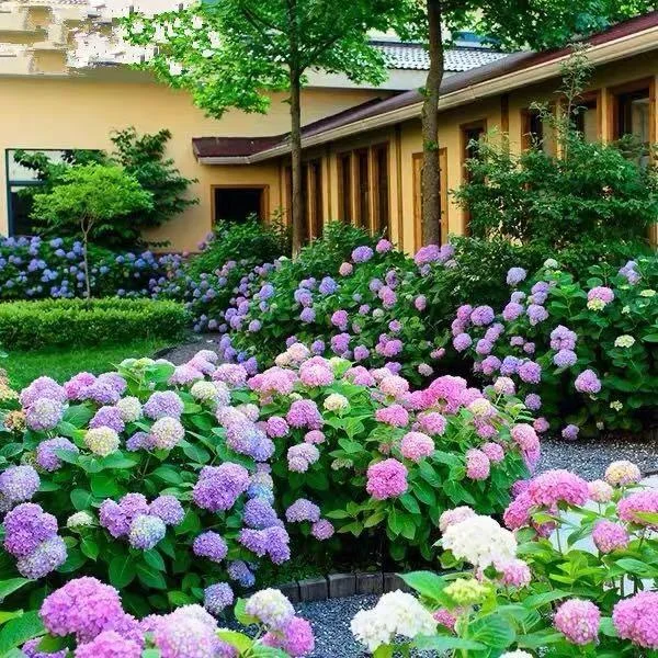 🔥Hot sale🌱High quality hydrangea seeds🌈Create your own colorful garden