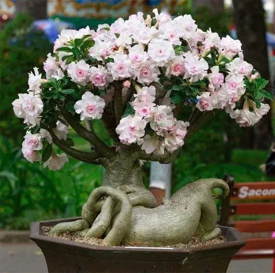 🌵🌹Desert Rose Seeds