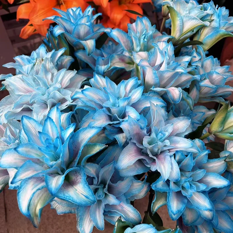 🌈 Rainbow Lily Bulbs — Grow a Garden That Shines With Every Color