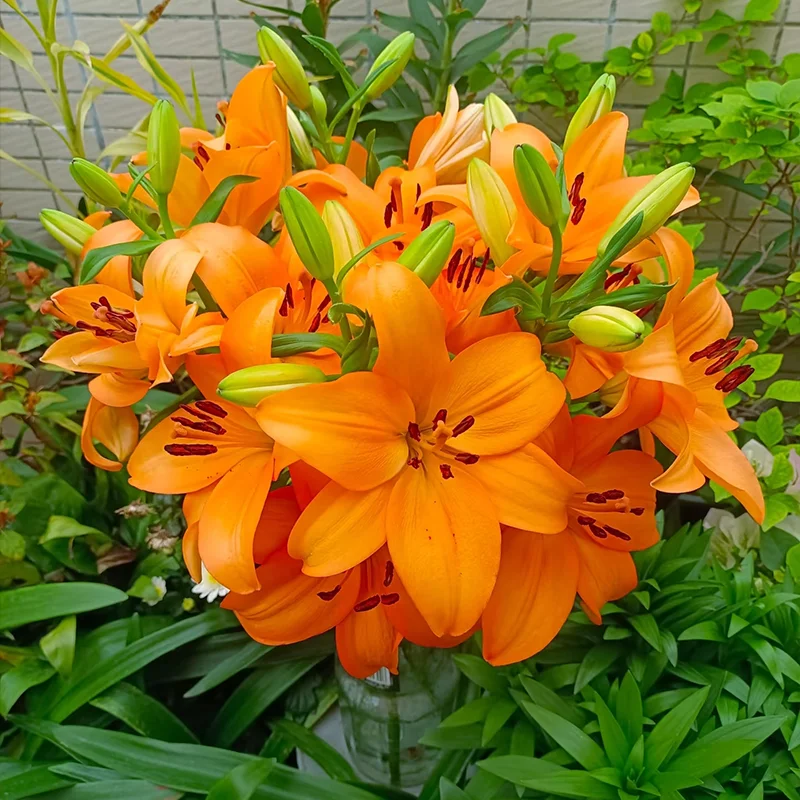 🌈 Rainbow Lily Bulbs — Grow a Garden That Shines With Every Color