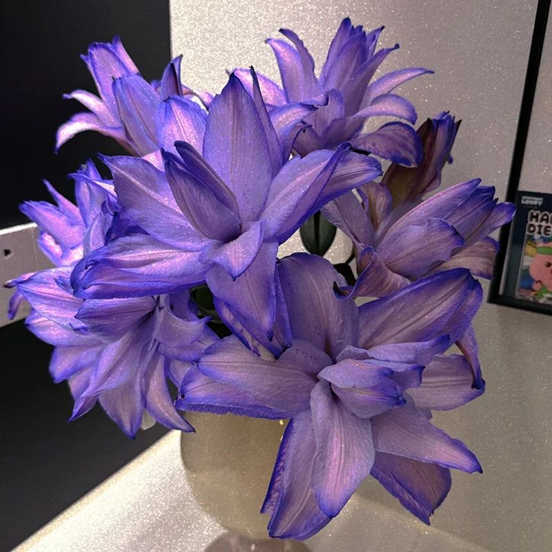 🌈 Rainbow Lily Bulbs — Grow a Garden That Shines With Every Color