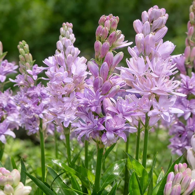 🔥【Limited Time Sale】Tuberose🌸 Bulbs! Enjoy 💥50% off, come by and grab it!