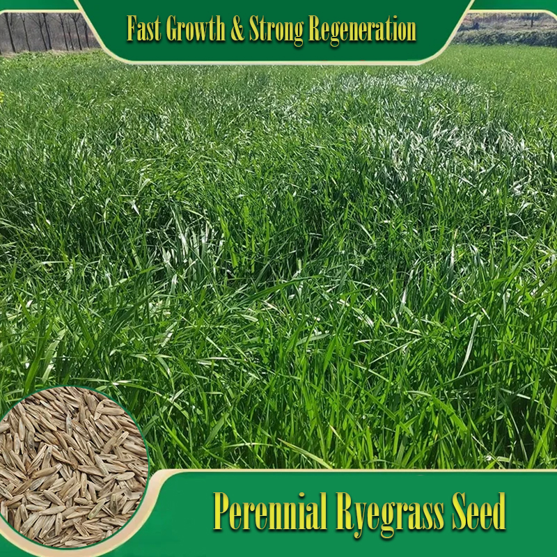 🌱 Perennial Ryegrass Seed⚡ Fast Growth🌿Strong Regeneration