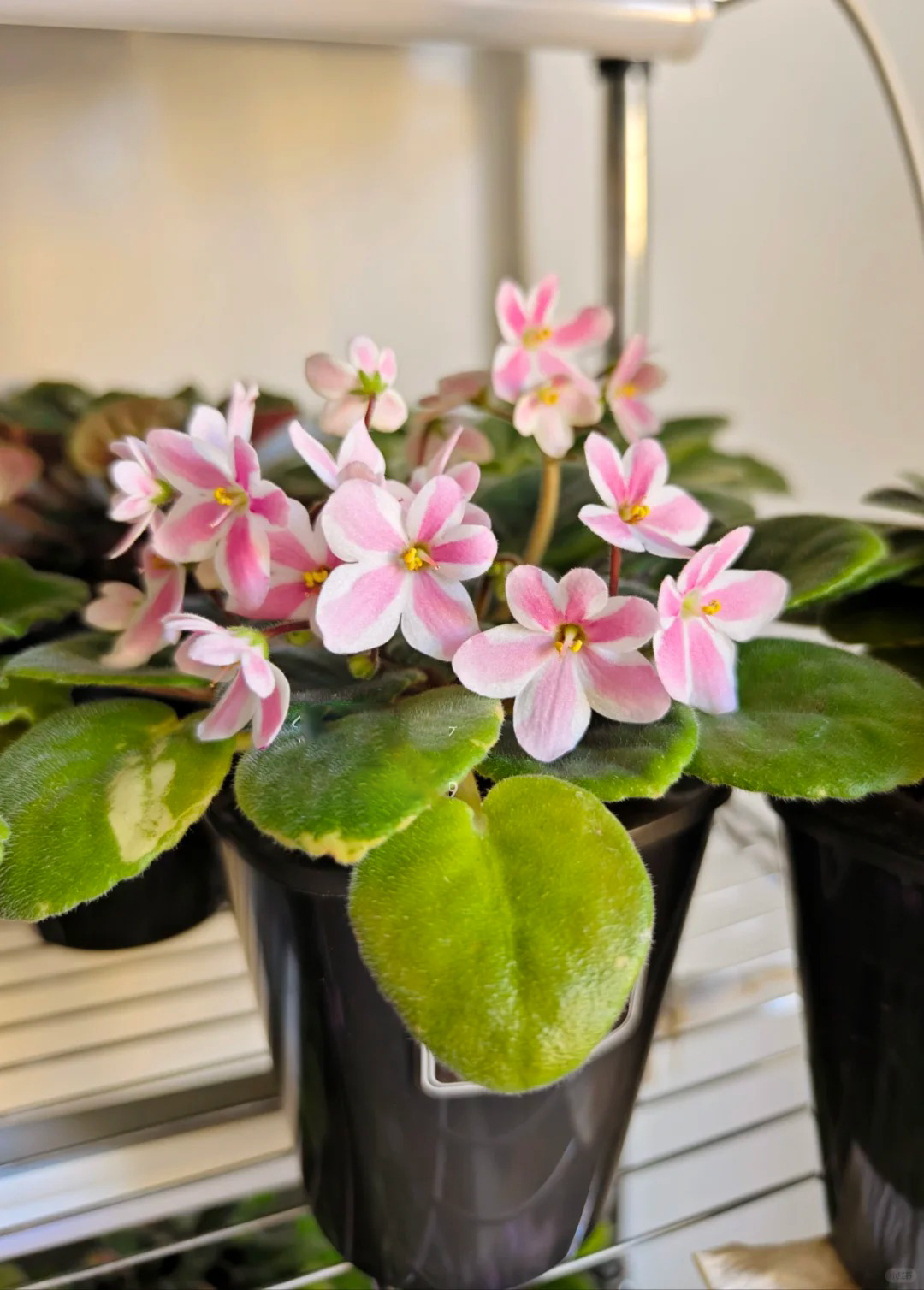 🔥Hot selling🌺African violet🌱easy to plant