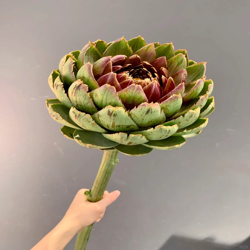 🌿High-quality and high-yield artichoke seeds✨- A green and healthy choice🍃