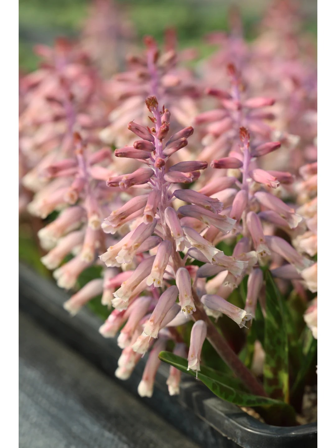 💥Over 60% OFF🌱Lachenalia Aloides Seeds🦋Firecracker Shaped Flowers