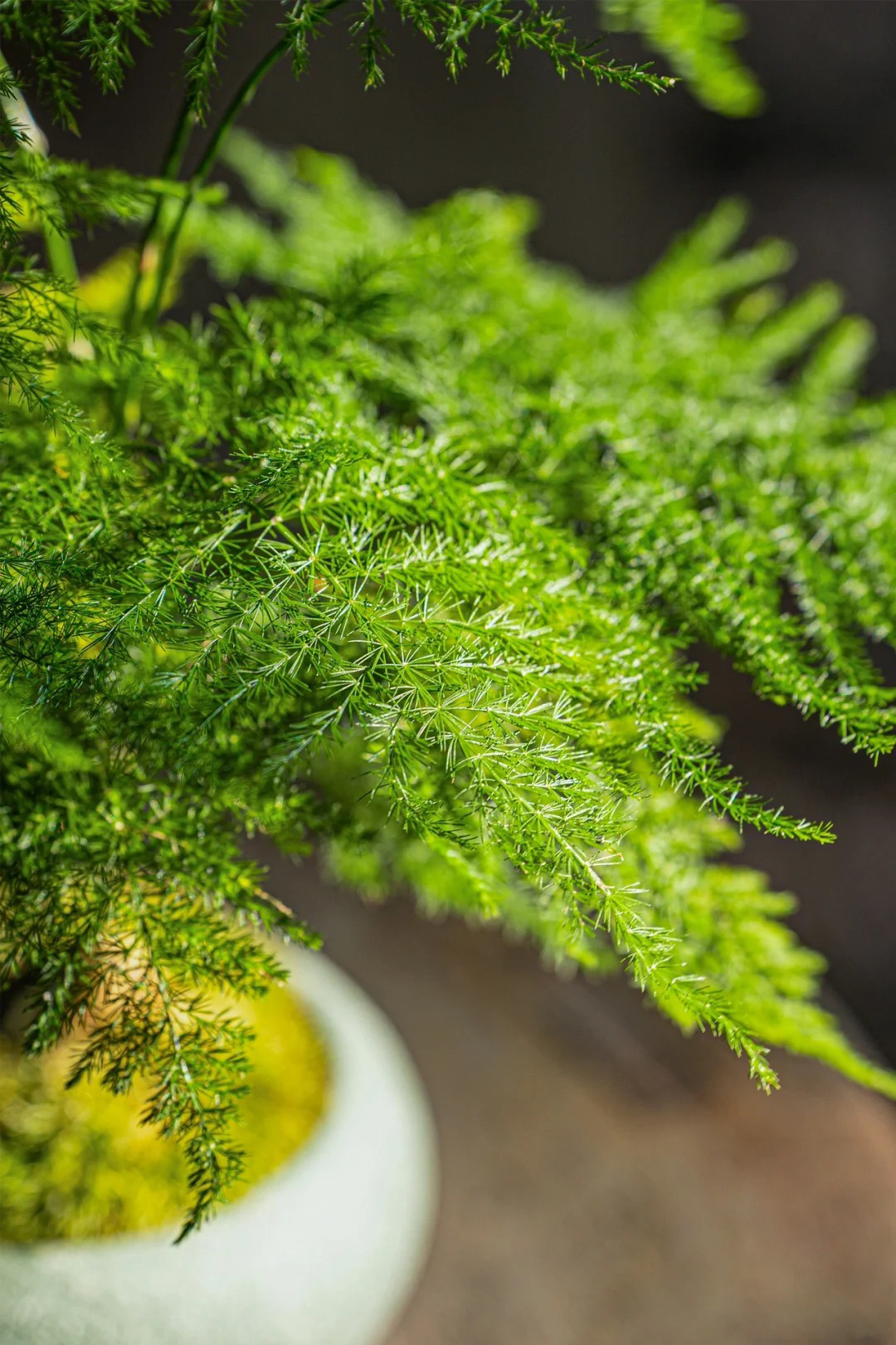 🎍Planting cloud bamboo✨From seeds to beautiful indoor plants