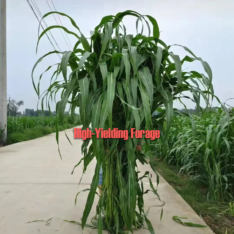 🌿Hybrid Sorghum-Sudan Grass King✅High-Yielding Forage