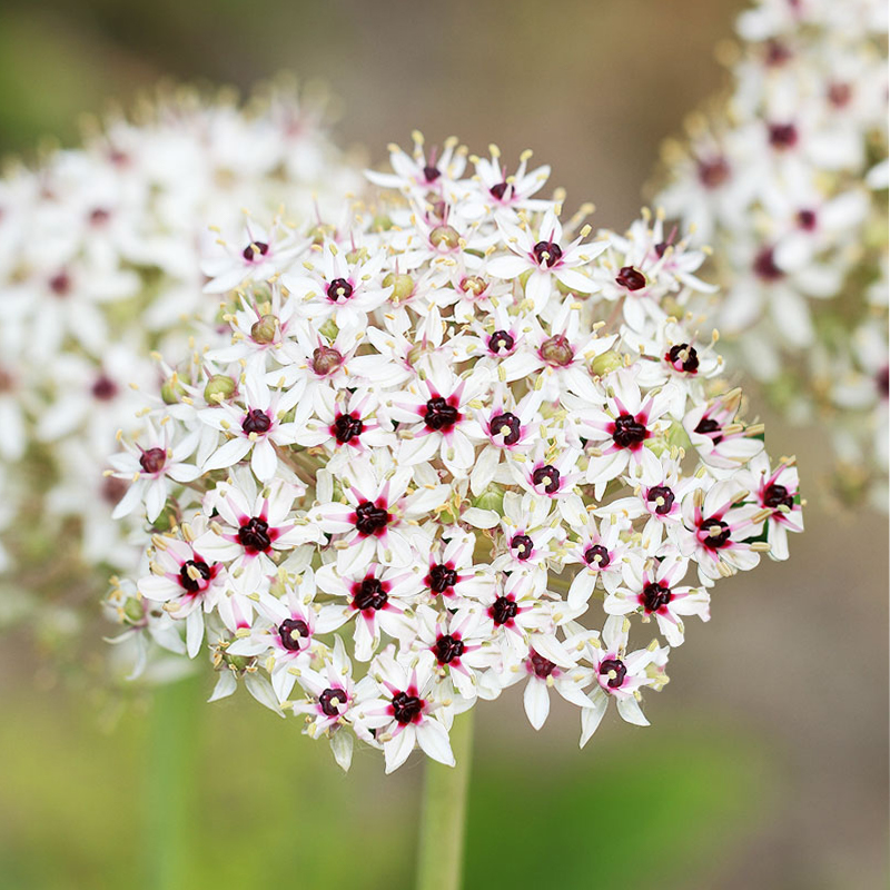 Allium basalticum Silver Spring Seeds Colorful Flower