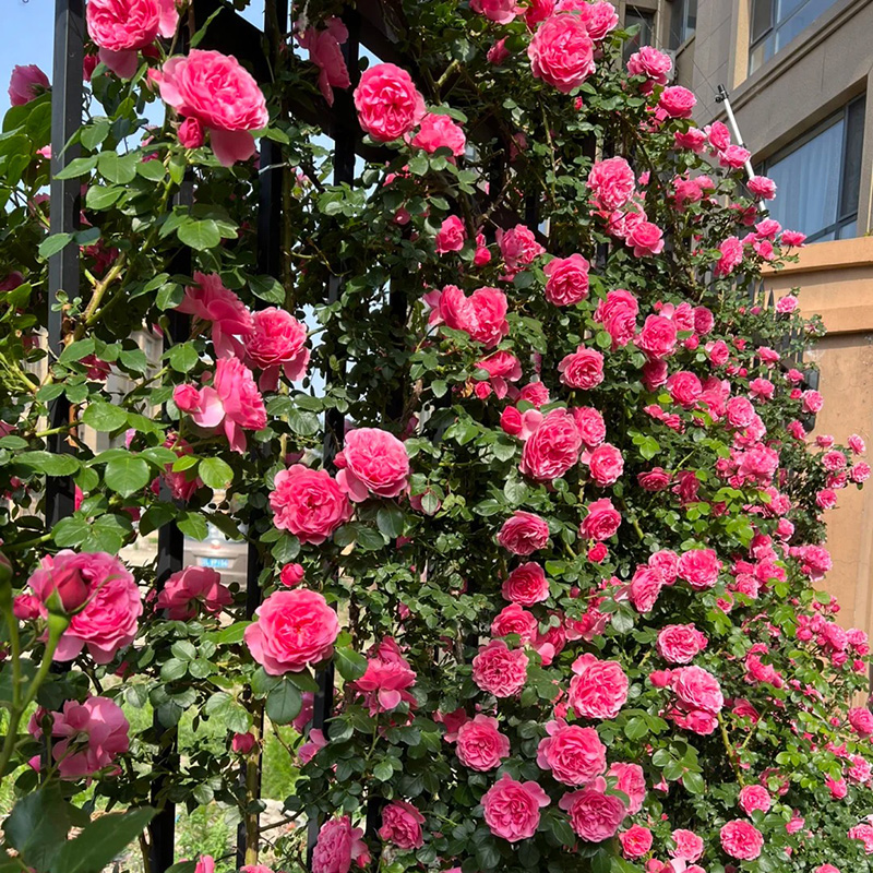 🔥50% OPff💖Pink Da Vinci Rose Seed🌿Huge Blooms