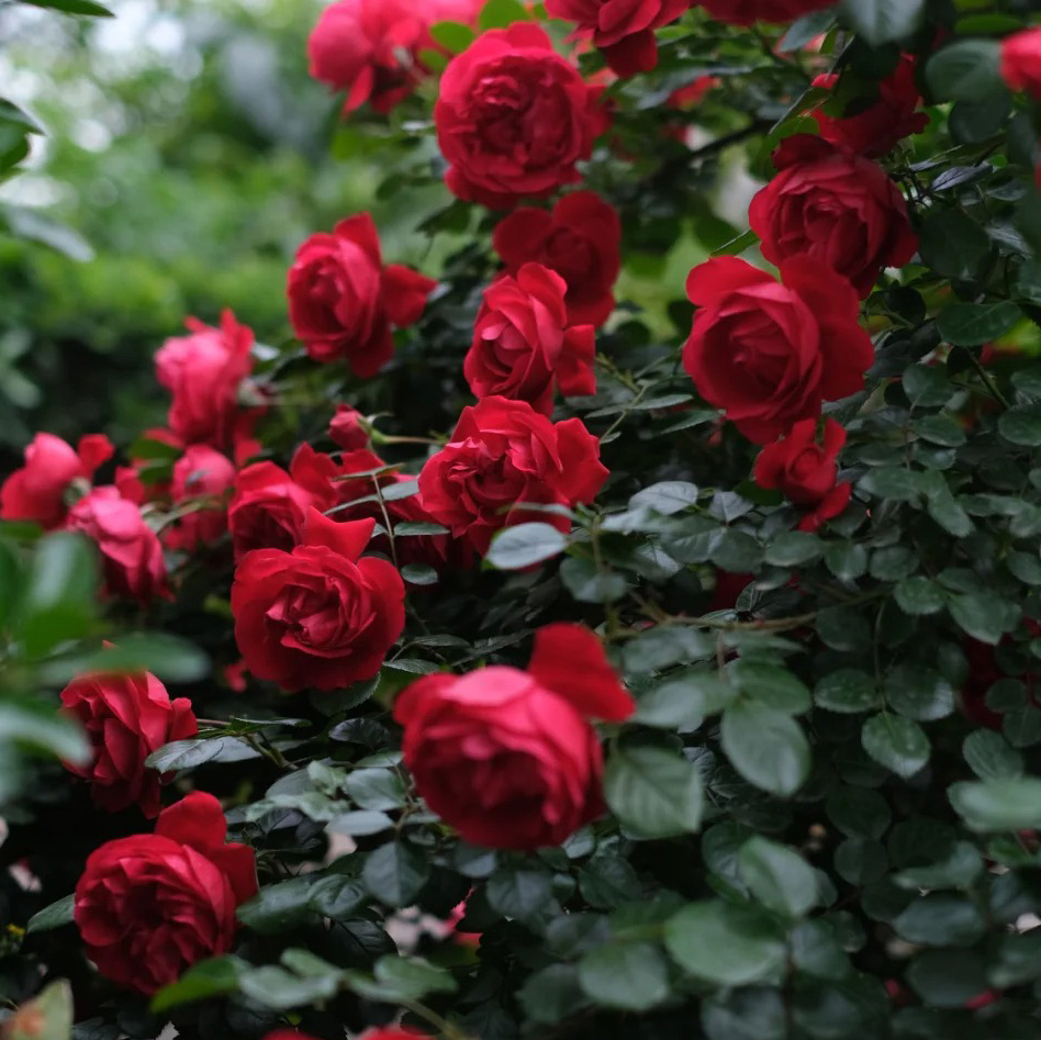 🔥50% Off💖Pink Da Vinci Rose Seed🌿Huge Blooms