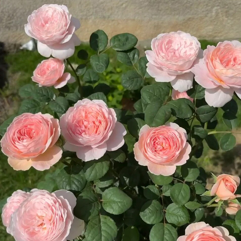 🔥50% Off💖Pink Da Vinci Rose Seed🌿Huge Blooms