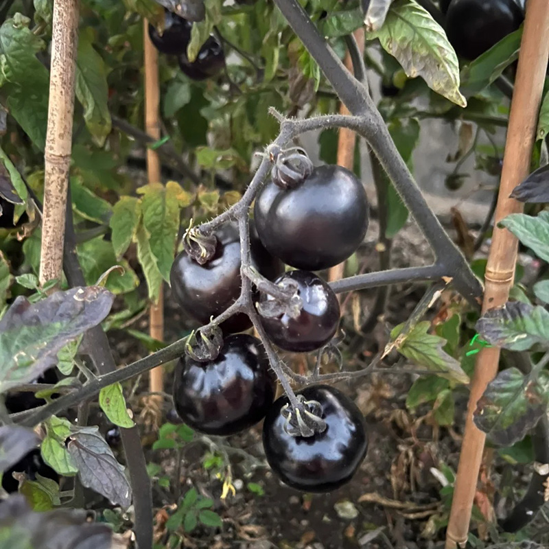 🔥Hot Sales In Spring🍅Delicious Tomato Seed🌱Easy To Planting